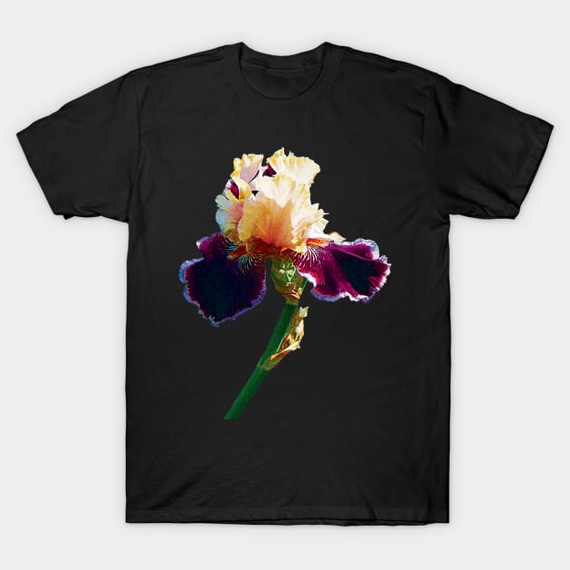 Irises - Cream and Magenta Iris T-Shirt by SusanSavad